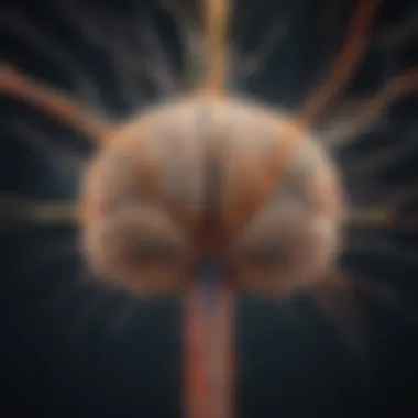 Nervous System Functionality and Evolution Infographic showing the nervous system's functions and its evolutionary significance
