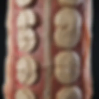 Detailed anatomical structure of lumbar intervertebral discs