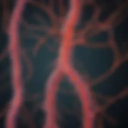 Diagram illustrating the neural pathways affected by diabetic neuropathy