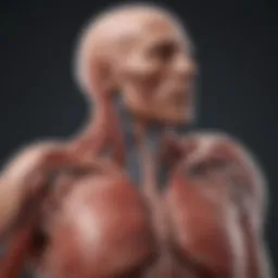 Diagram of aortic anatomy highlighting leak areas