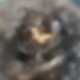 Microscopic view of asbestos fibers