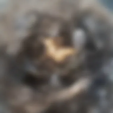 Microscopic view of asbestos fibers
