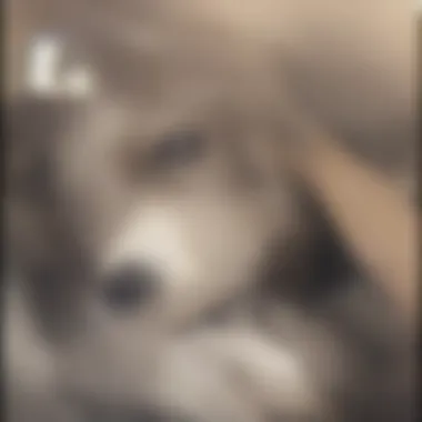 Veterinary Treatment for Atopic Dermatitis Veterinarian administering injection to a dog