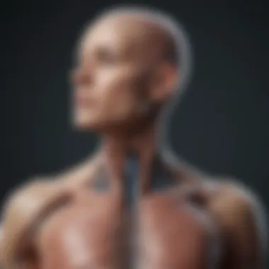 The Role of the Autonomic Nervous System in HRV Illustration of the autonomic nervous system