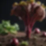 An artistic representation of beetroot roots and leaves showcasing their vibrant colors and textures.