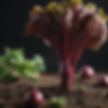 Vibrant Beetroot Roots and Leaves An artistic representation of beetroot roots and leaves showcasing their vibrant colors and textures.