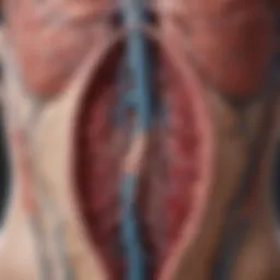 Detailed illustration of hepatic venous anatomy in Budd Chiari Syndrome