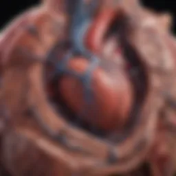 Pathological illustration of cardiac amyloidosis