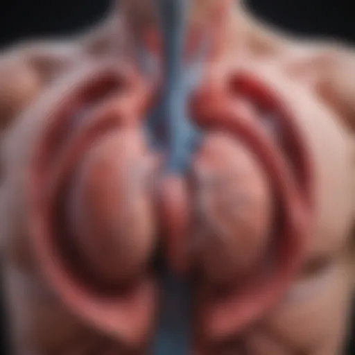 A detailed diagram showcasing the heart and lungs interaction in pulmonary hypertension.