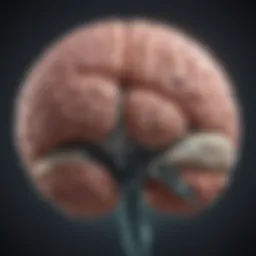 Illustration of brain highlighting areas affected by left focal seizures
