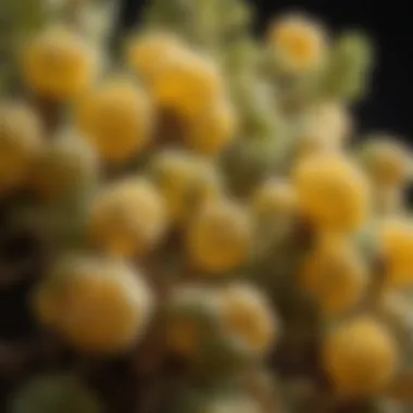 Anti-Inflammatory Mechanisms of Aflapin and Boswellia Graphical representation of the anti-inflammatory mechanisms of Aflapin and Boswellia