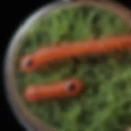 Microscopic view of Dirofilaria repens larvae