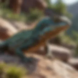 A vibrant lizard basking on a rock, showcasing its natural habitat.