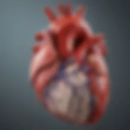 A detailed diagram illustrating the heart's anatomy in decompensated heart failure.