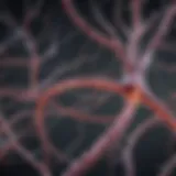 Neural pathways affected by diabetic neuropathy