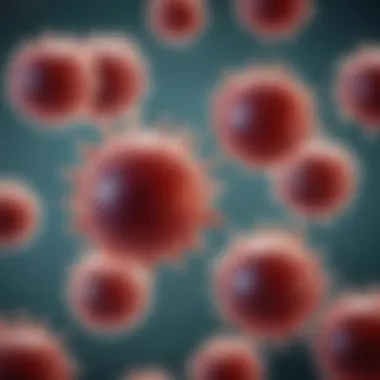 Eosinophils Under the Microscope Eosinophils in a blood smear