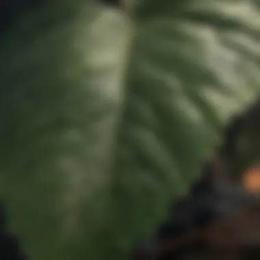 Close-up of a leaf with medicinal properties related to diabetes