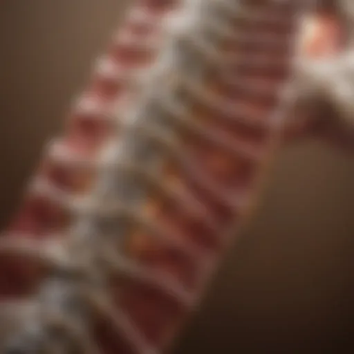 Illustration showing lumbar spine anatomy