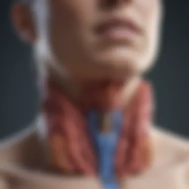 Thyroid Gland Anatomy A diagram illustrating the thyroid gland anatomy