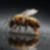 A close-up of bee venom on a natural surface, showcasing its liquid form and texture.