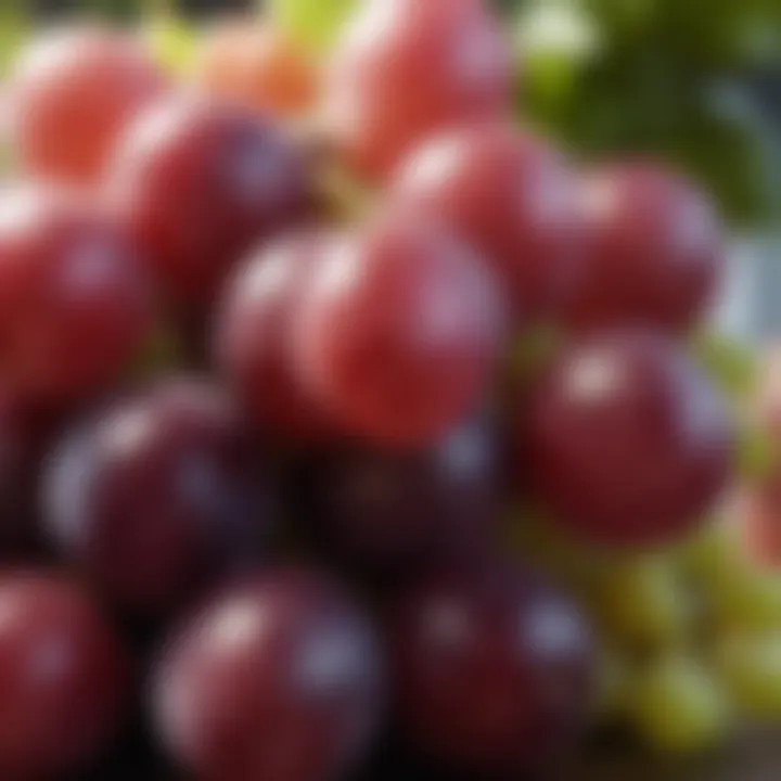 Close-up view of fresh grapes highlighting their vibrant colors