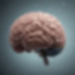 The brain's response to stress