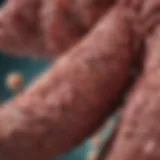 A detailed illustration of liver fibrosis progression in cirrhosis.