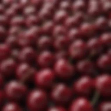 Fresh Cherries Fresh cherries showcasing their glossy appearance and health benefits