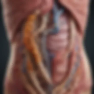 Pathophysiology of GVHD in the Gastrointestinal Tract Illustration of the pathophysiology of Graft vs Host Disease in the gut