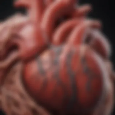 Understanding Heart Anatomy An anatomical diagram illustrating the heart's structure and its functions