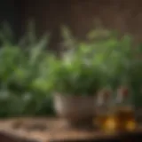 Essential herbs for treating pneumonia