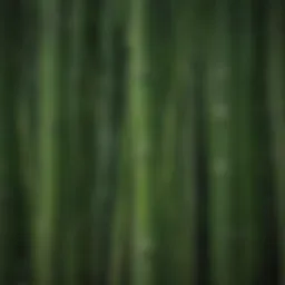 Close-up of bamboo leaf structure showcasing vein patterns