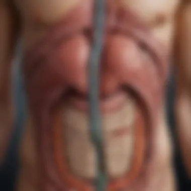 Impact of Stress on the Digestive System Diagram showing the impact of stress on the digestive system