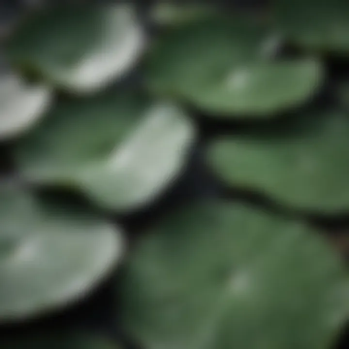 Close-up of lotus leaves showcasing their natural texture