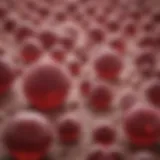 Medical illustration of essential thrombocythemia cells