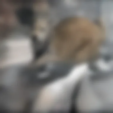 A veterinarian discussing treatment options with a dog owner