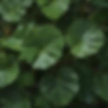 Vibrant Green Leaves of Pterocarpus Marsupium Pterocarpus marsupium leaves showcasing their vibrant green hue