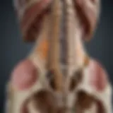 Illustration of the sacroiliac joint anatomy highlighting sclerosis