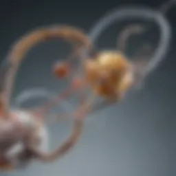 An illustration depicting the structure of Tacrolimus.