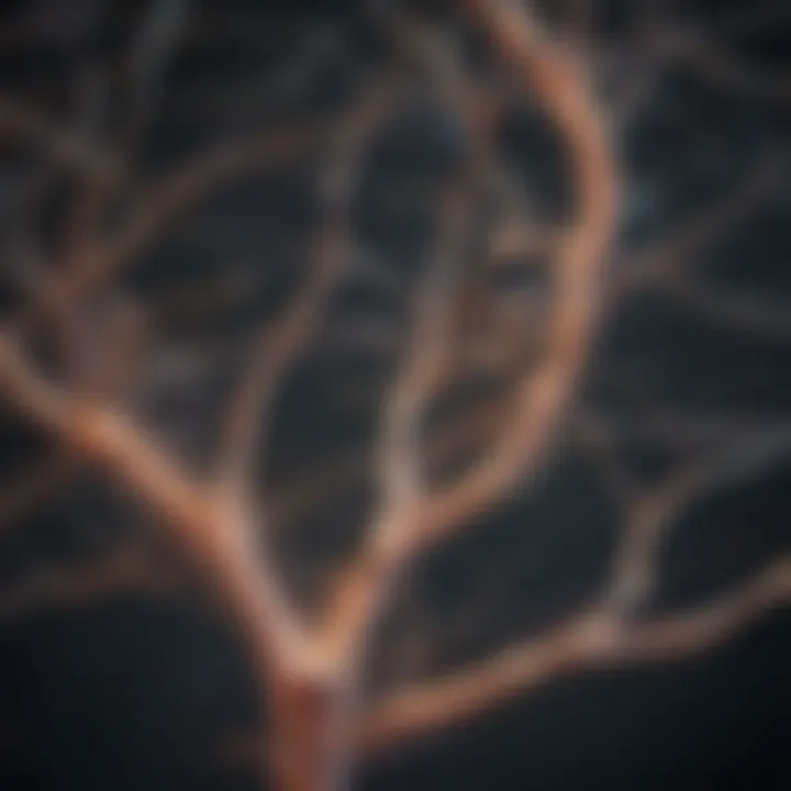 Illustration of neural pathways affected by TENS therapy