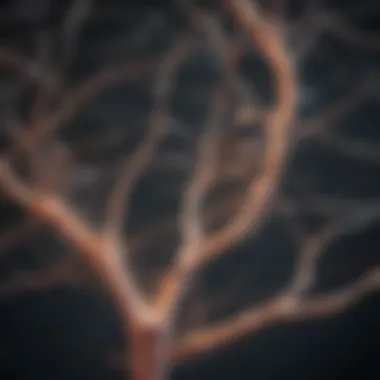 Neural Pathways Affected by TENS Therapy Illustration of neural pathways affected by TENS therapy