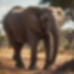 Majestic African savanna elephant in its natural habitat