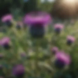 A vibrant array of milk thistle plants in a lush garden
