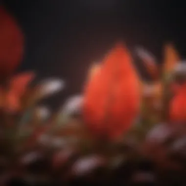 Enhancing Photosynthesis with Red Light Photosynthesis process enhanced by red light