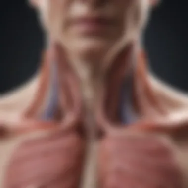 A close-up of the esophagus anatomy illustrating acid reflux