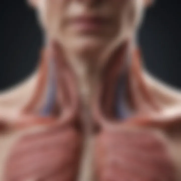 A close-up of the esophagus anatomy illustrating acid reflux