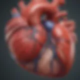 Illustration of the heart highlighting the left ventricle
