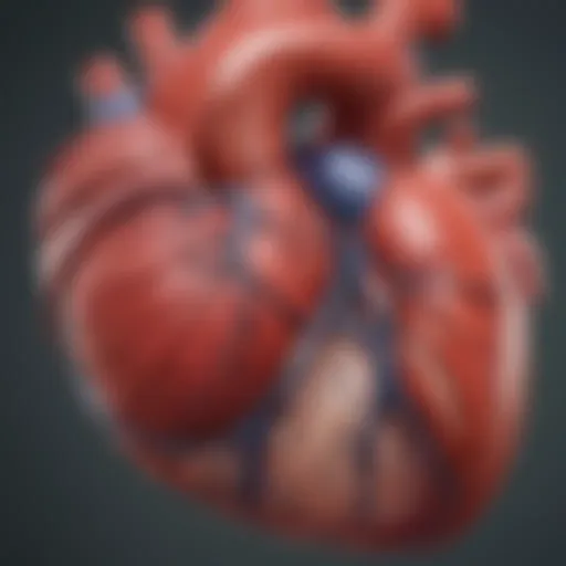 Illustration of the heart highlighting the left ventricle