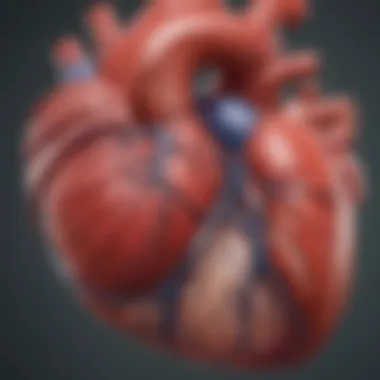 Anatomy of the Left Ventricle Illustration of the heart highlighting the left ventricle
