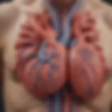 Anatomical Overview of Pulmonary Veins and Their Connection to the Heart Anatomical illustration of the pulmonary veins and heart